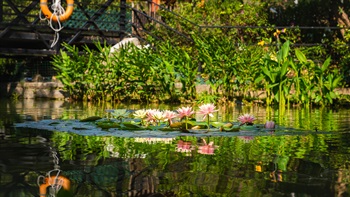 Lily pads and flowers (<i>Nymphaea tetragona</i>) floating calmly on the ponds surface.